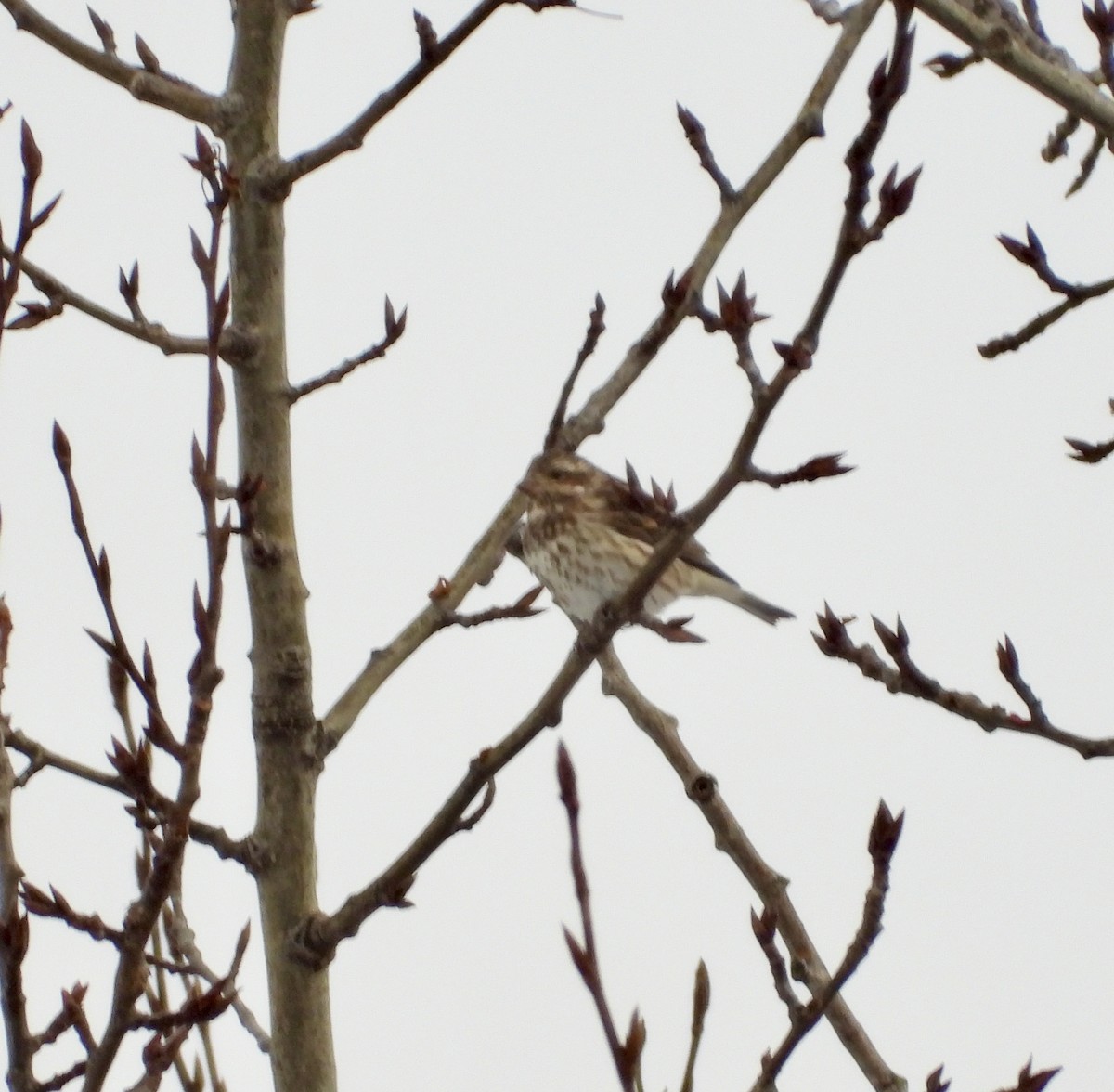 Purple Finch - ML645810758