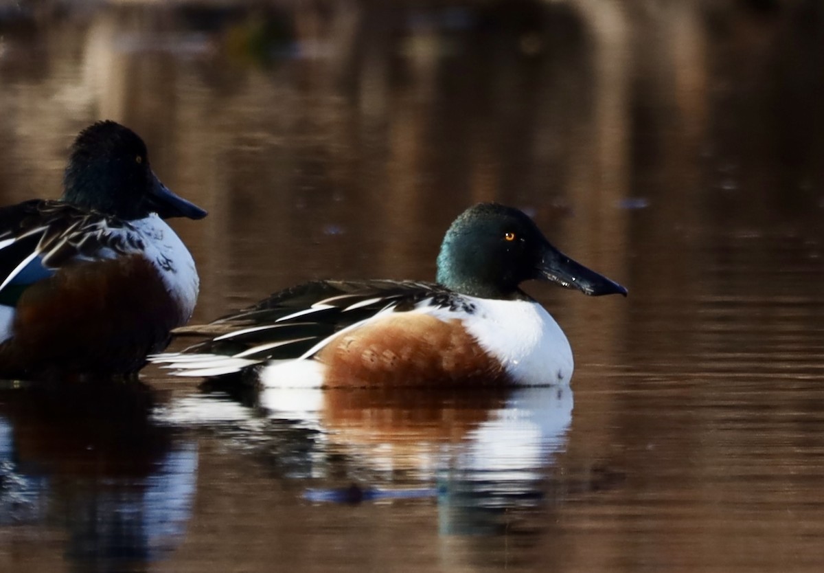 Northern Shoveler - ML645810759