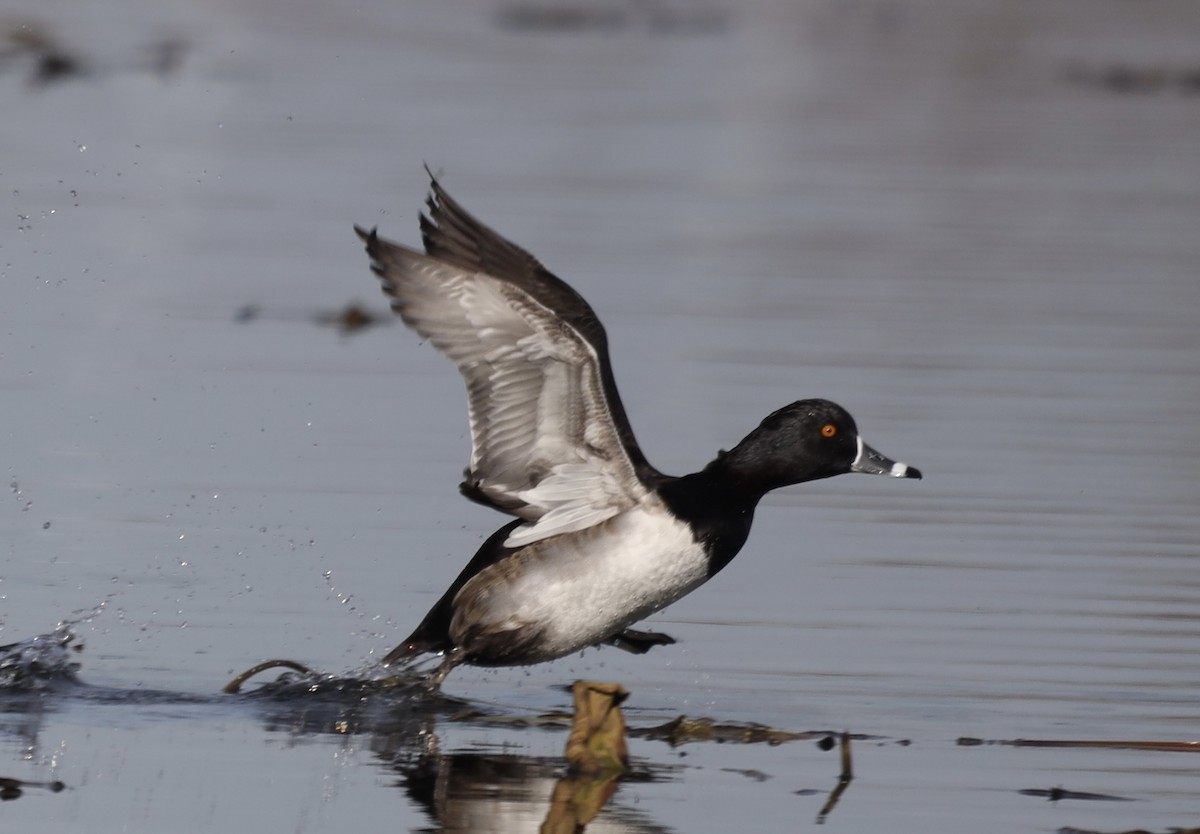 Ring-necked Duck - ML645810764