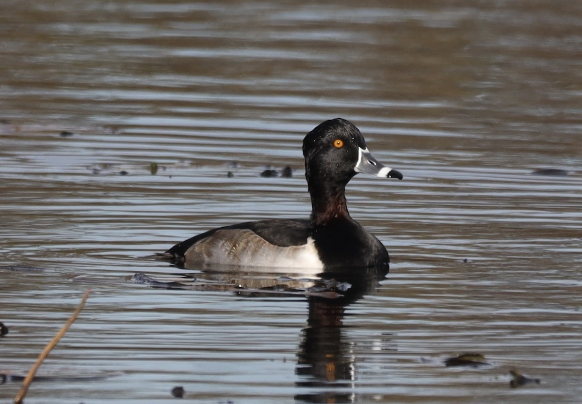Ring-necked Duck - ML645810765
