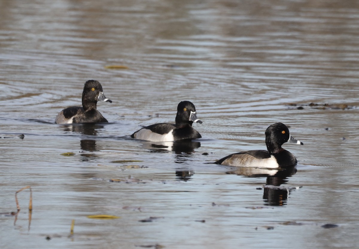 Ring-necked Duck - ML645810766
