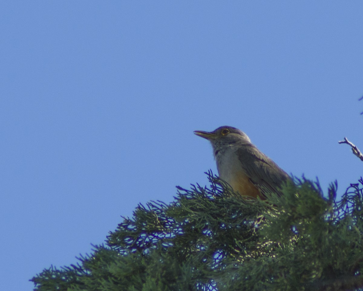 Rufous-bellied Thrush - ML645810767