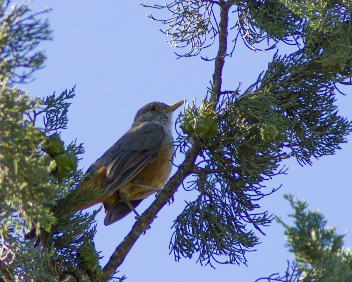 Rufous-bellied Thrush - ML645810768