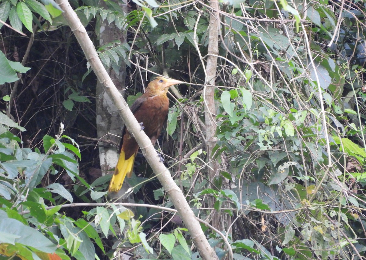 Russet-backed Oropendola - ML645810778