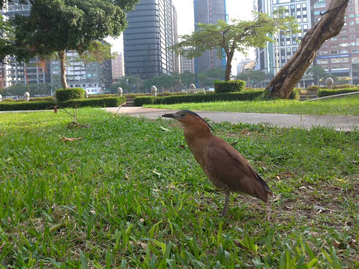 Malay Gece Balıkçılı - ML645810813