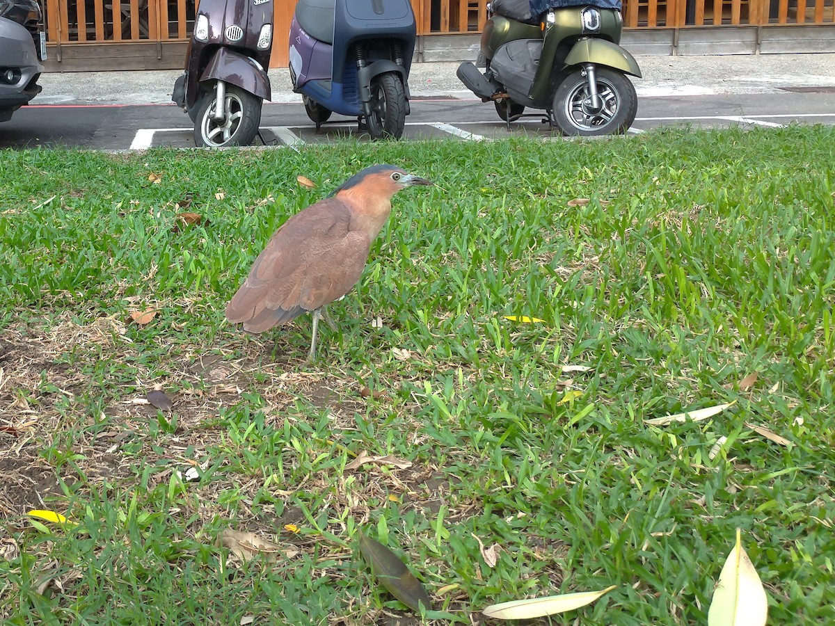 Malay Gece Balıkçılı - ML645810814