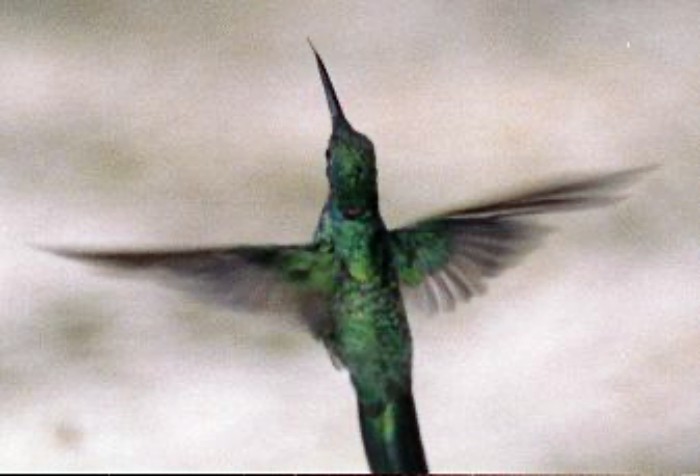 White-vented Violetear - ML645810815