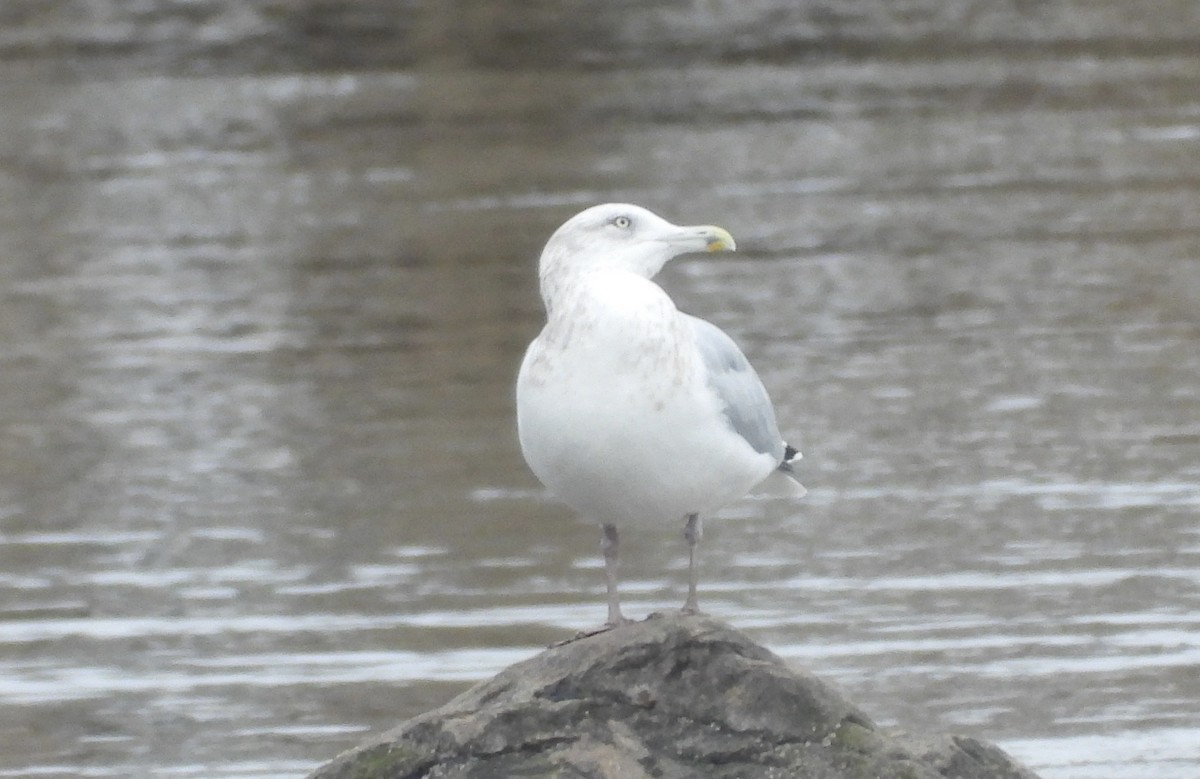 American Herring Gull - ML645810820