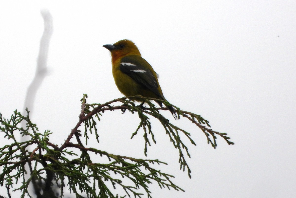 White-winged Tanager - ML645810826