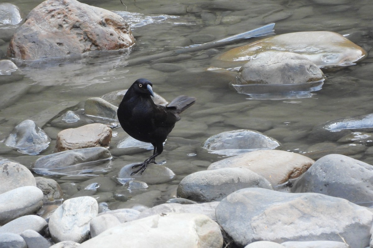 Giant Cowbird - ML645810828