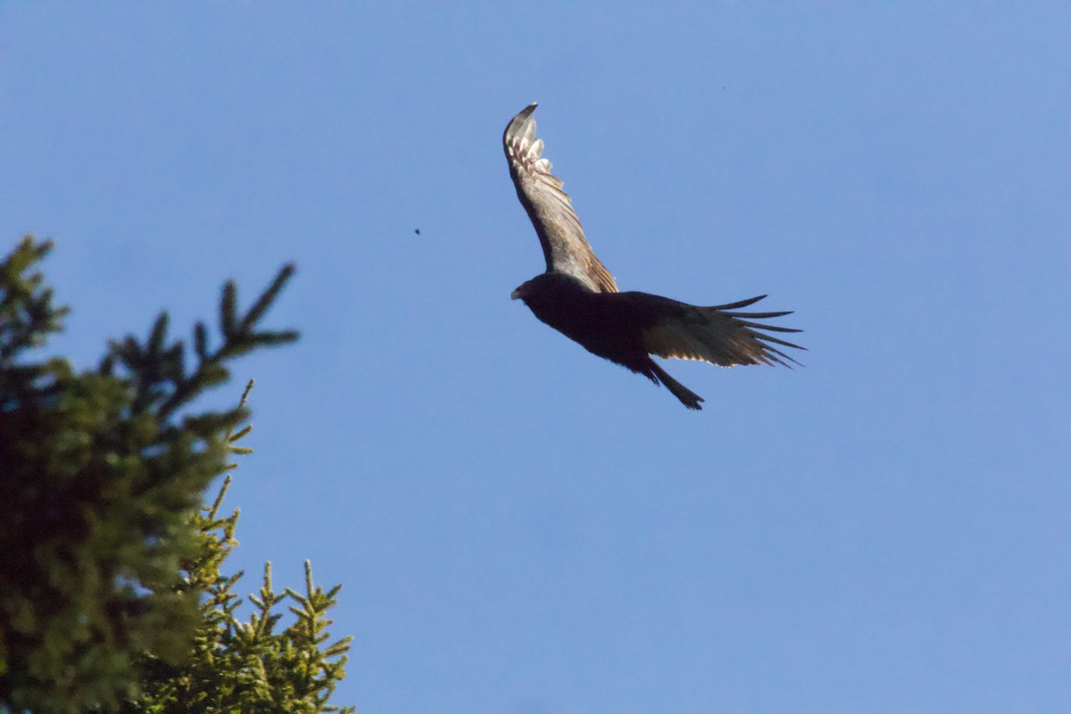 Turkey Vulture - ML645810848