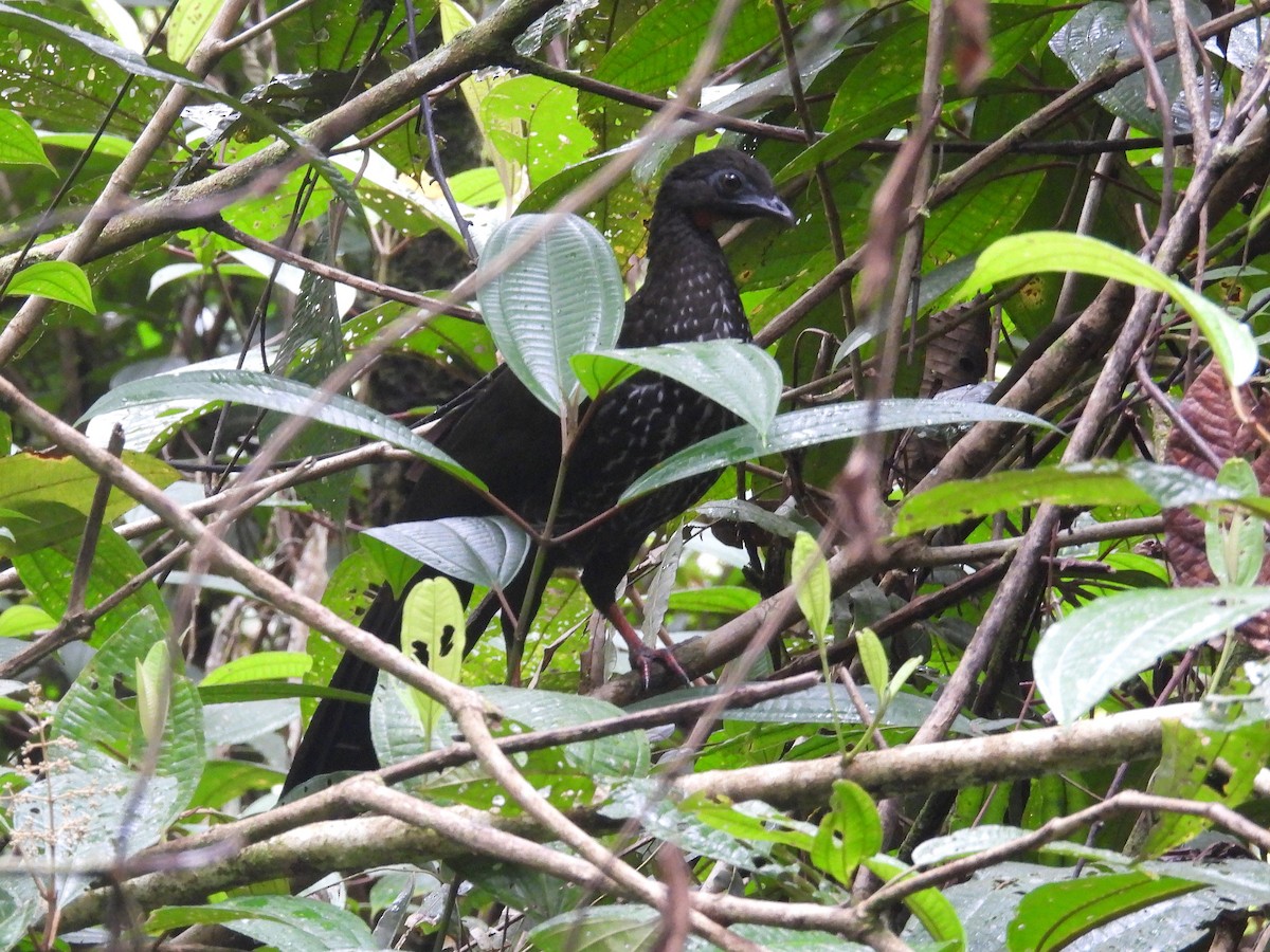 Baudo Guan - ML645810854