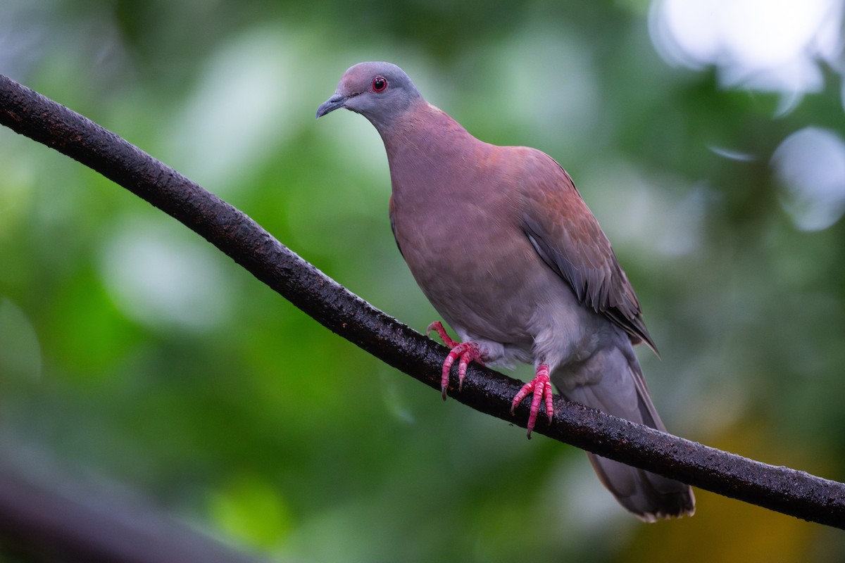 Pigeon rousset - ML645810861