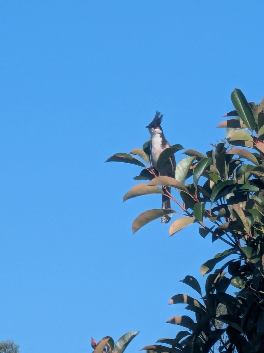 bulbul červenouchý - ML645810869