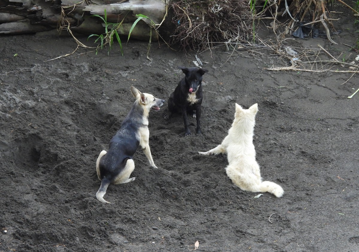 Domestic Dog - ML645810870