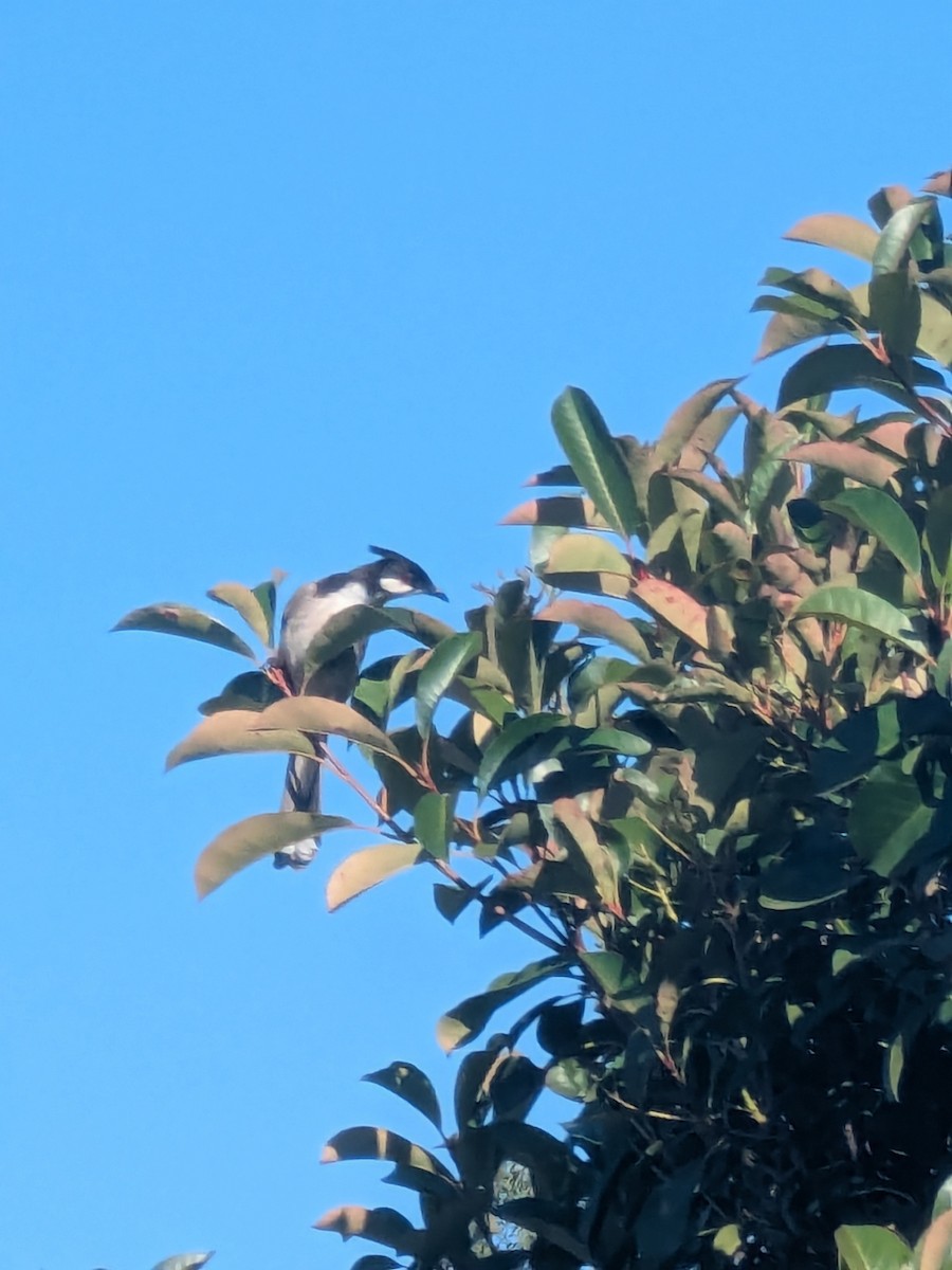 Bulbul orphée - ML645810872