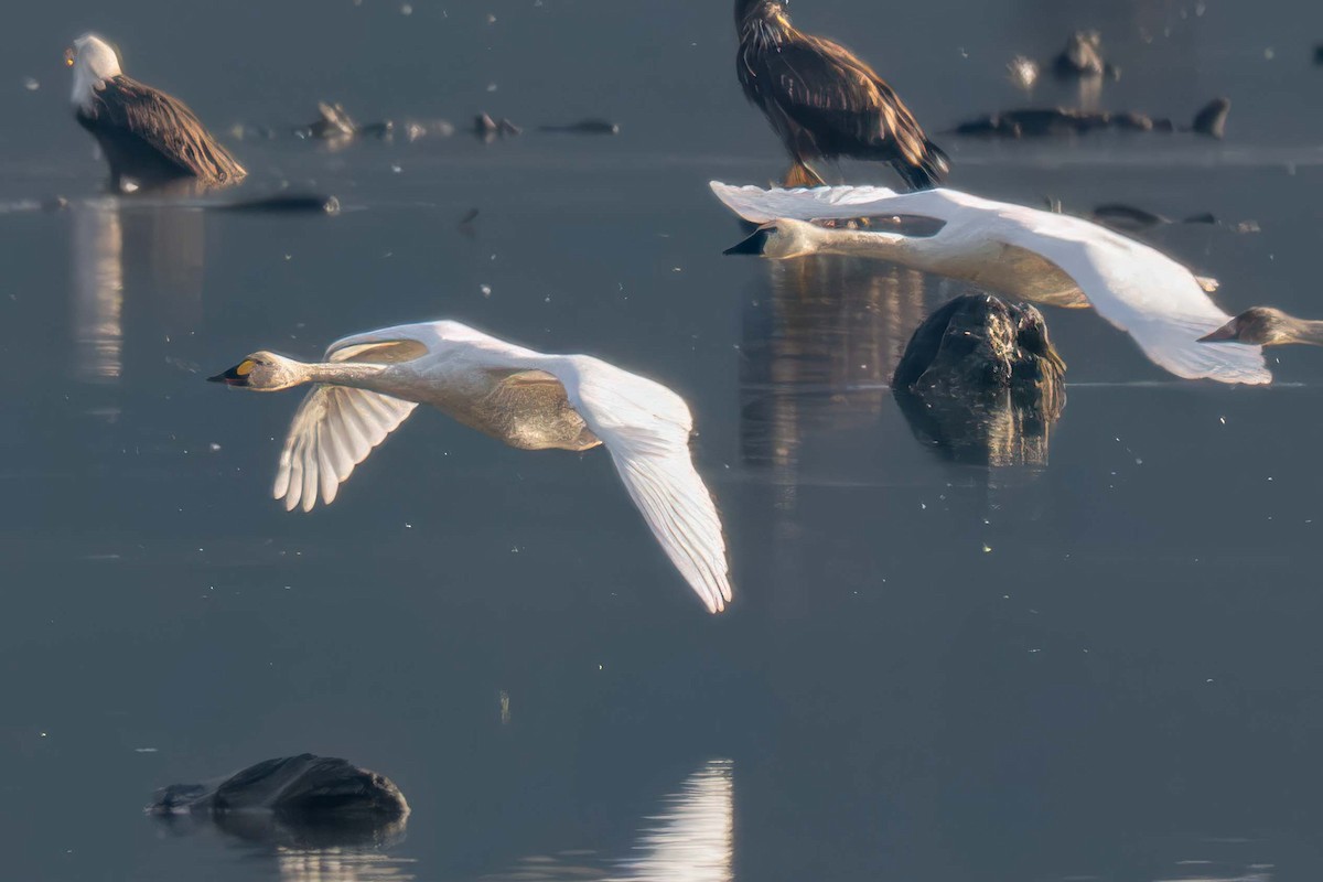 Tundra Swan (Bewick's) - ML645810875