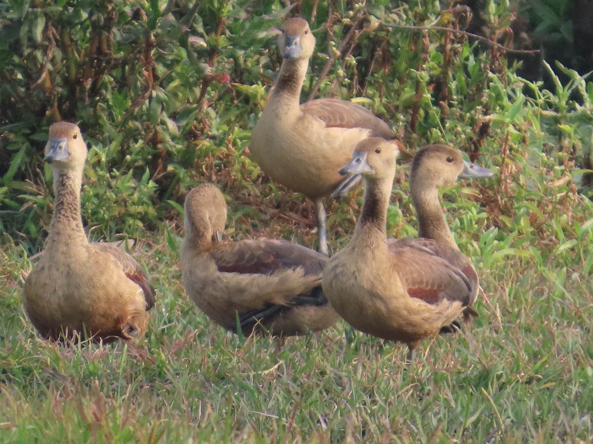 Dendrocygne siffleur - ML645810877