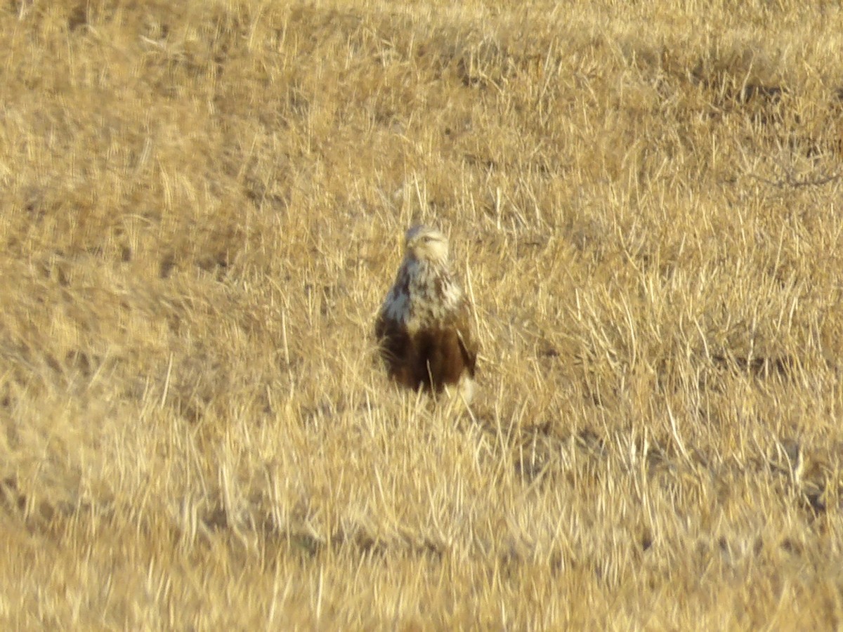 Buse pattue - ML645810878