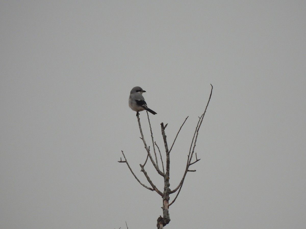 Pie-grièche boréale - ML645810879