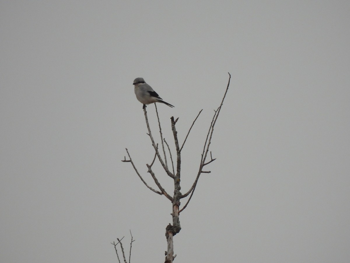 Pie-grièche boréale - ML645810880