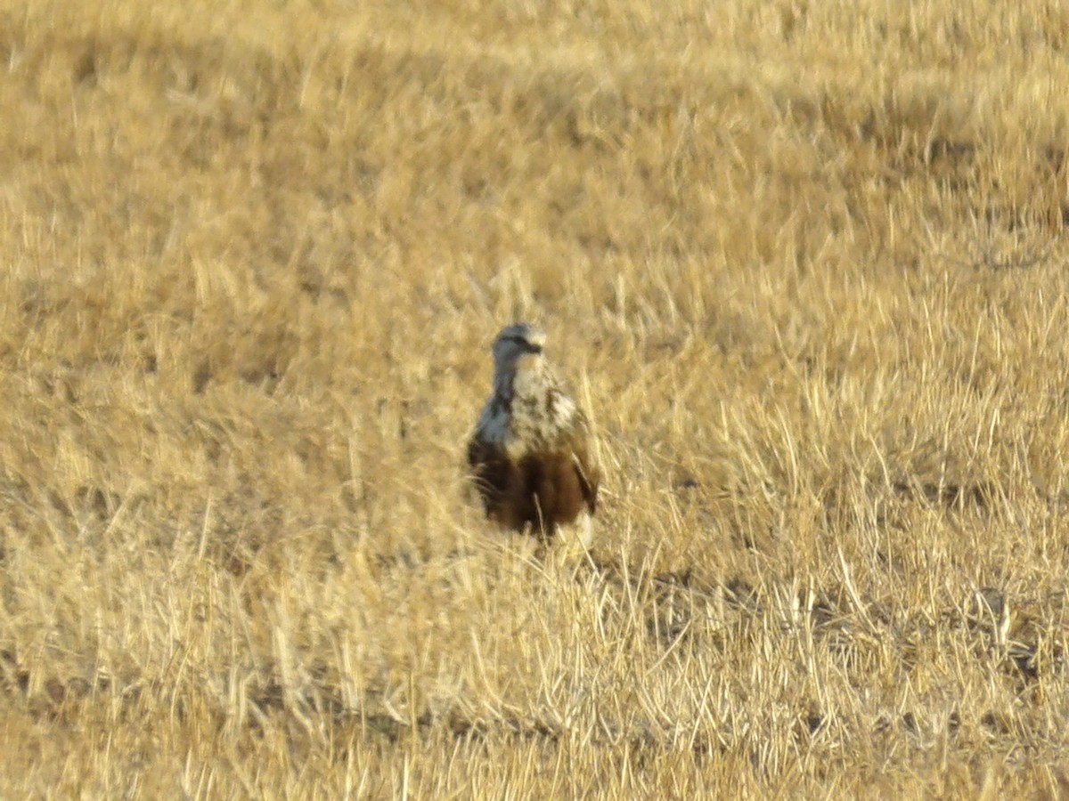 Buse pattue - ML645810882