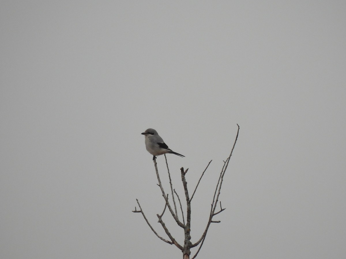 ťuhýk severní - ML645810883