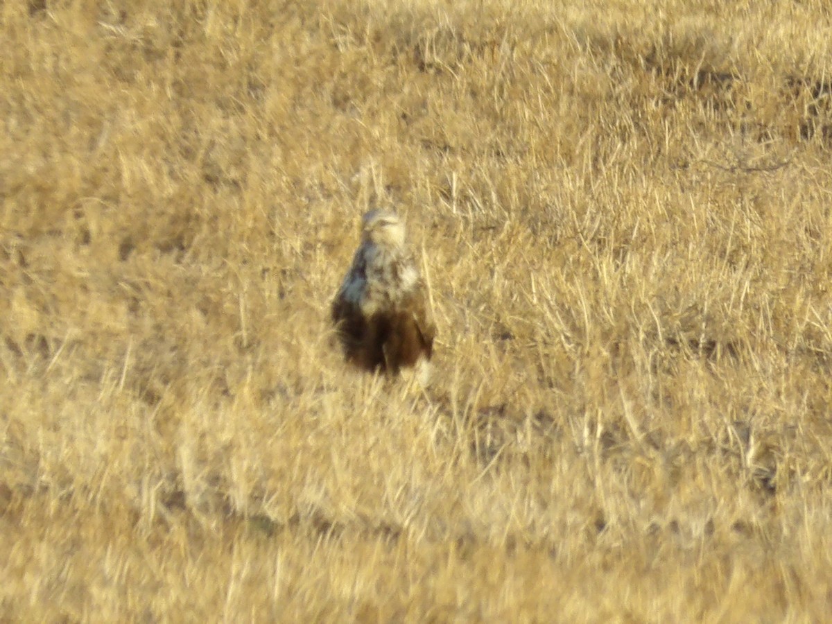 Buse pattue - ML645810884