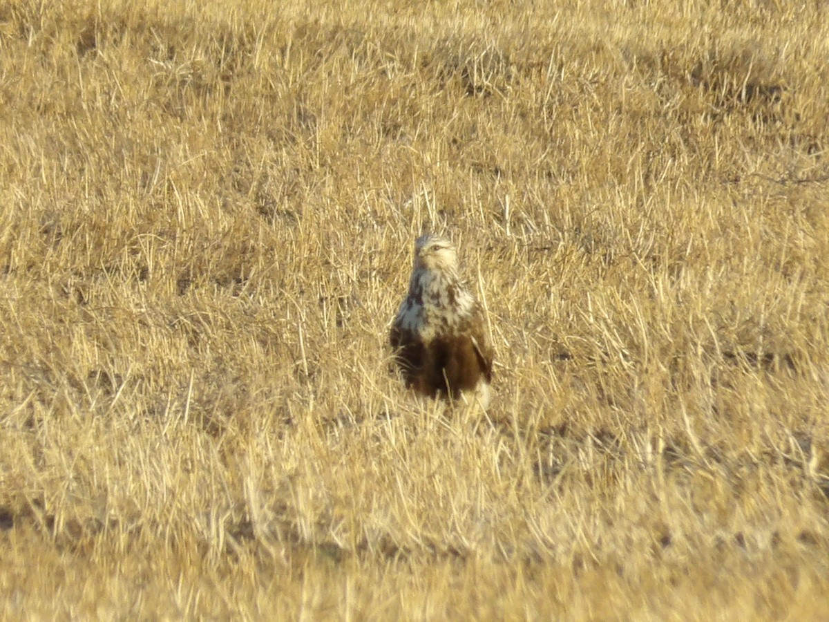 Buse pattue - ML645810885