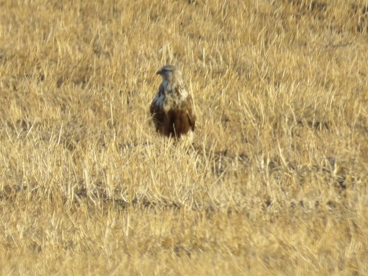 Buse pattue - ML645810886