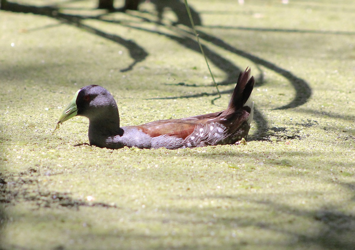 Gallinule à face noire - ML645810887