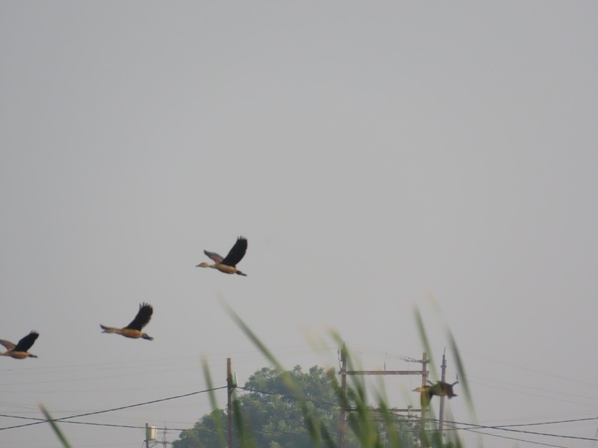 Dendrocygne siffleur - ML645810894