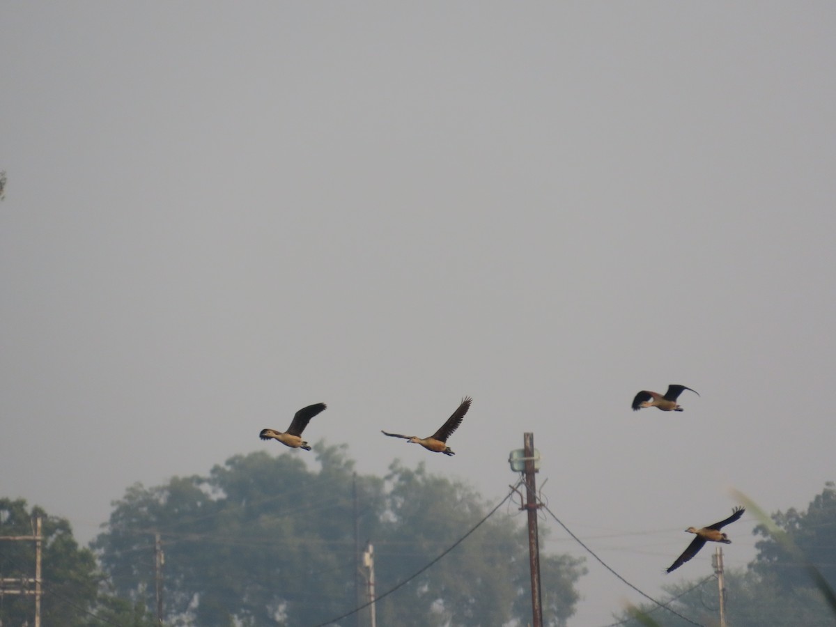 Dendrocygne siffleur - ML645810895