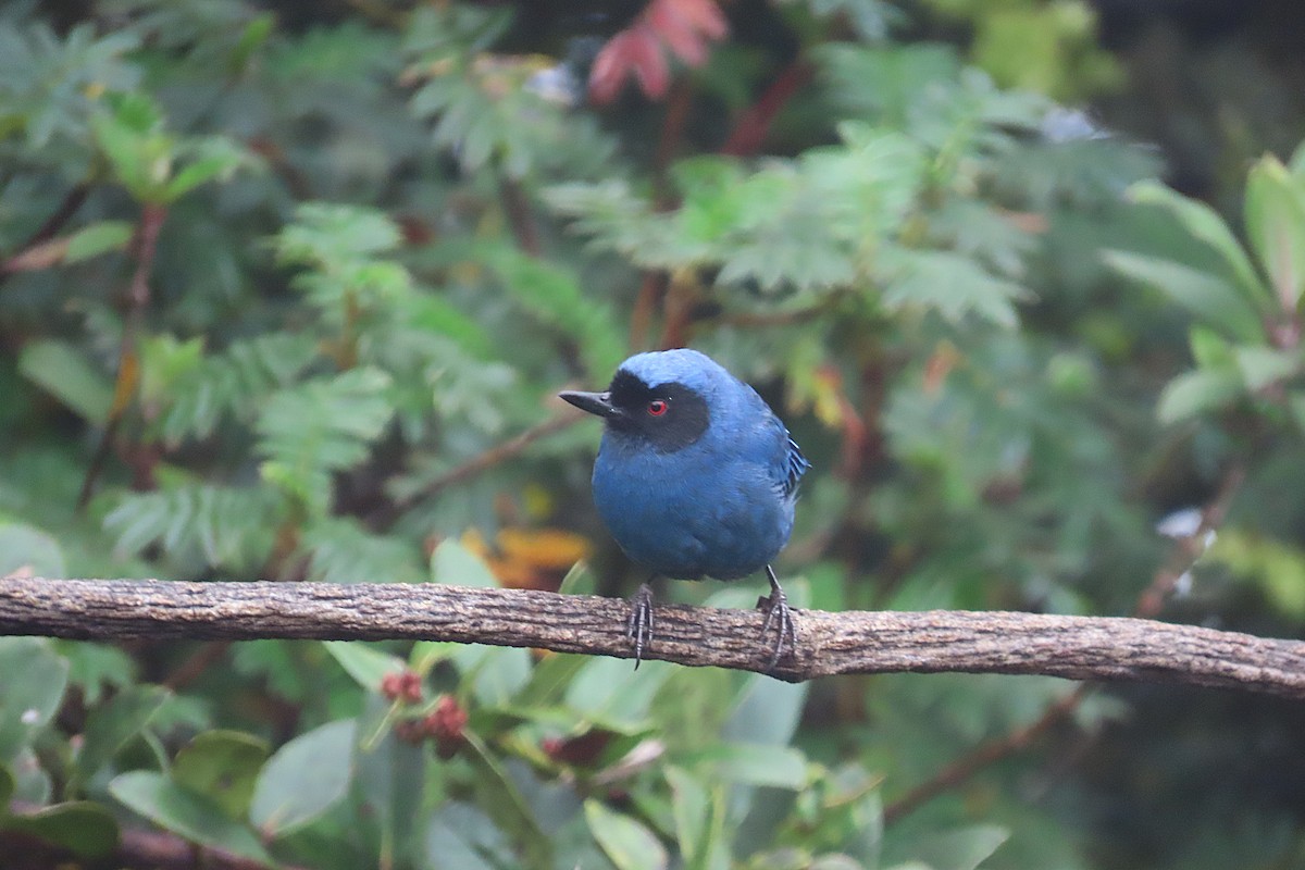 Percefleur masqué - ML645810896