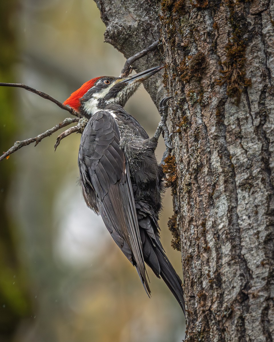 Grand Pic - ML645810897