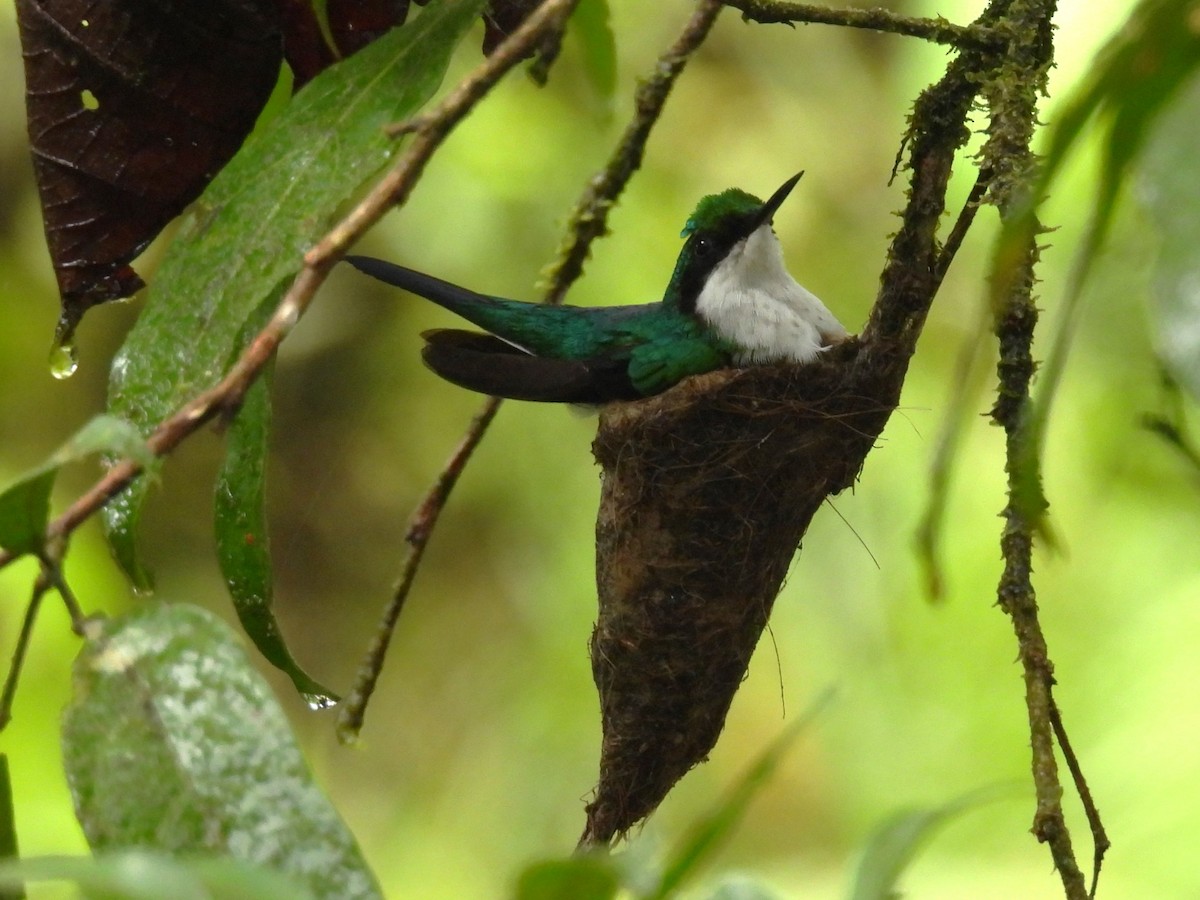 Colibri féérique - ML645810899