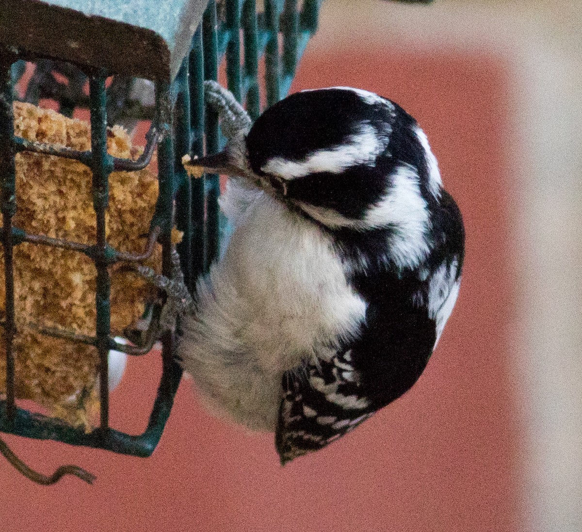 Pic mineur (pubescens/medianus) - ML645810900