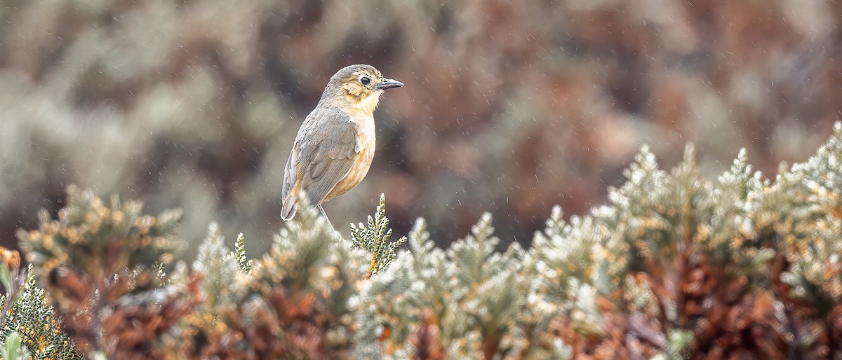 Grallaire de Quito - ML645810901