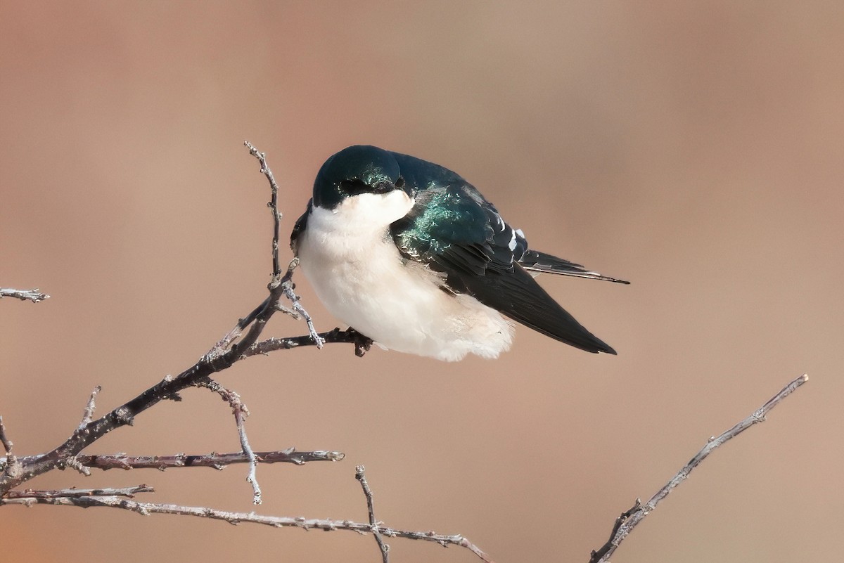 Tree Swallow - ML645810902
