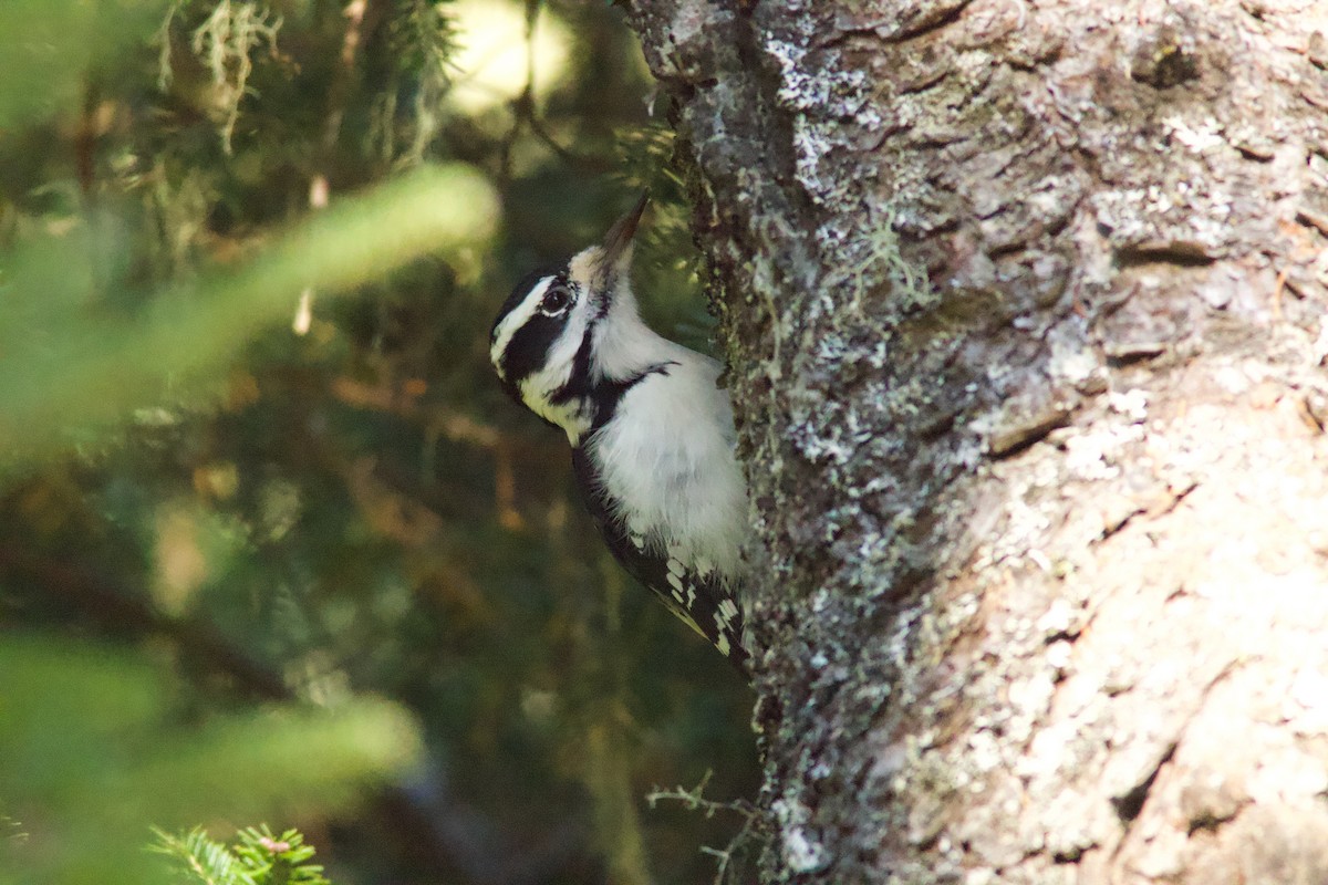 Pic chevelu - ML645810903