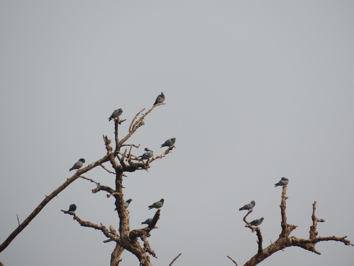 Pigeon biset (forme domestique) - ML645810906