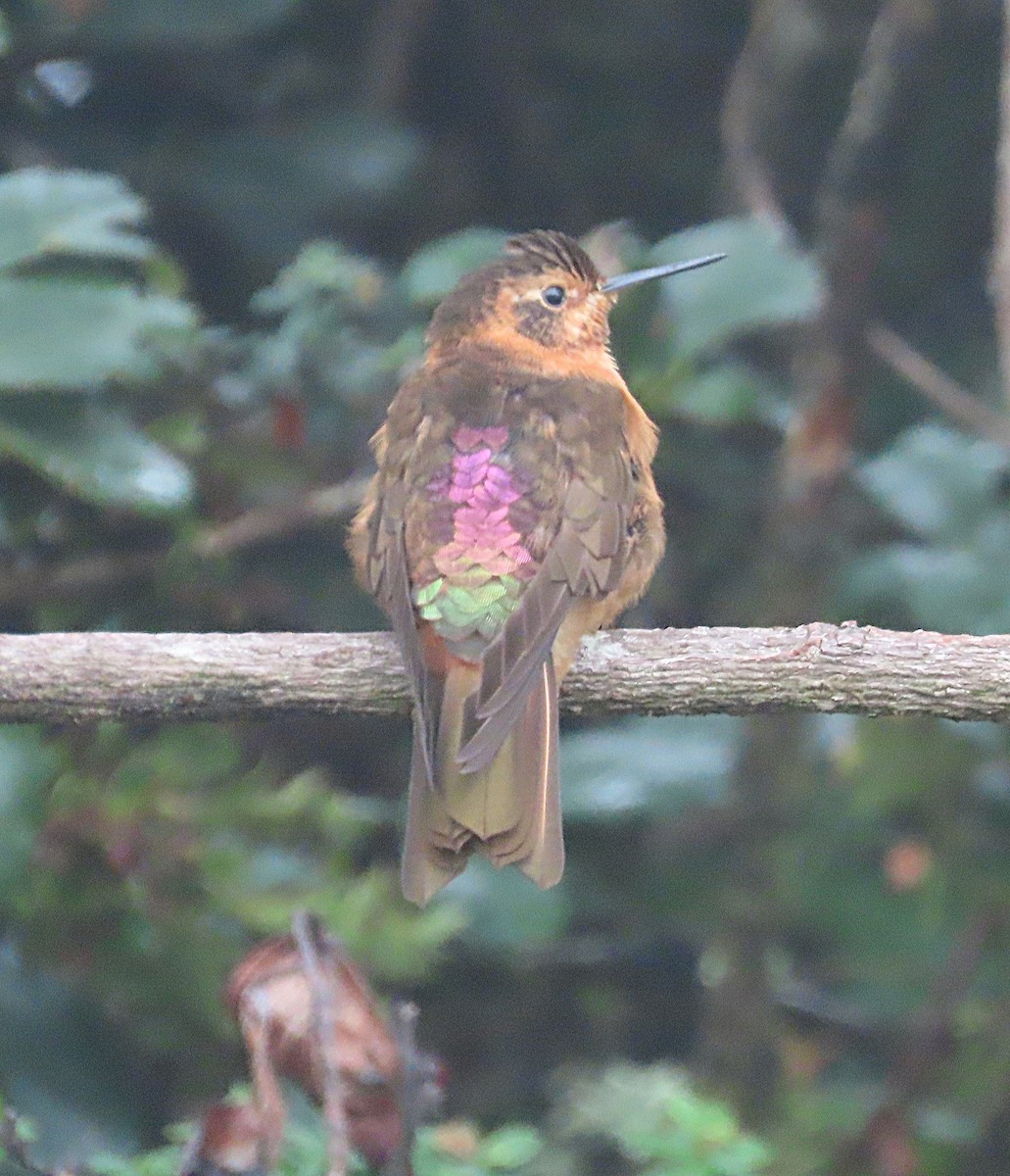 Colibri étincelant - ML645810907