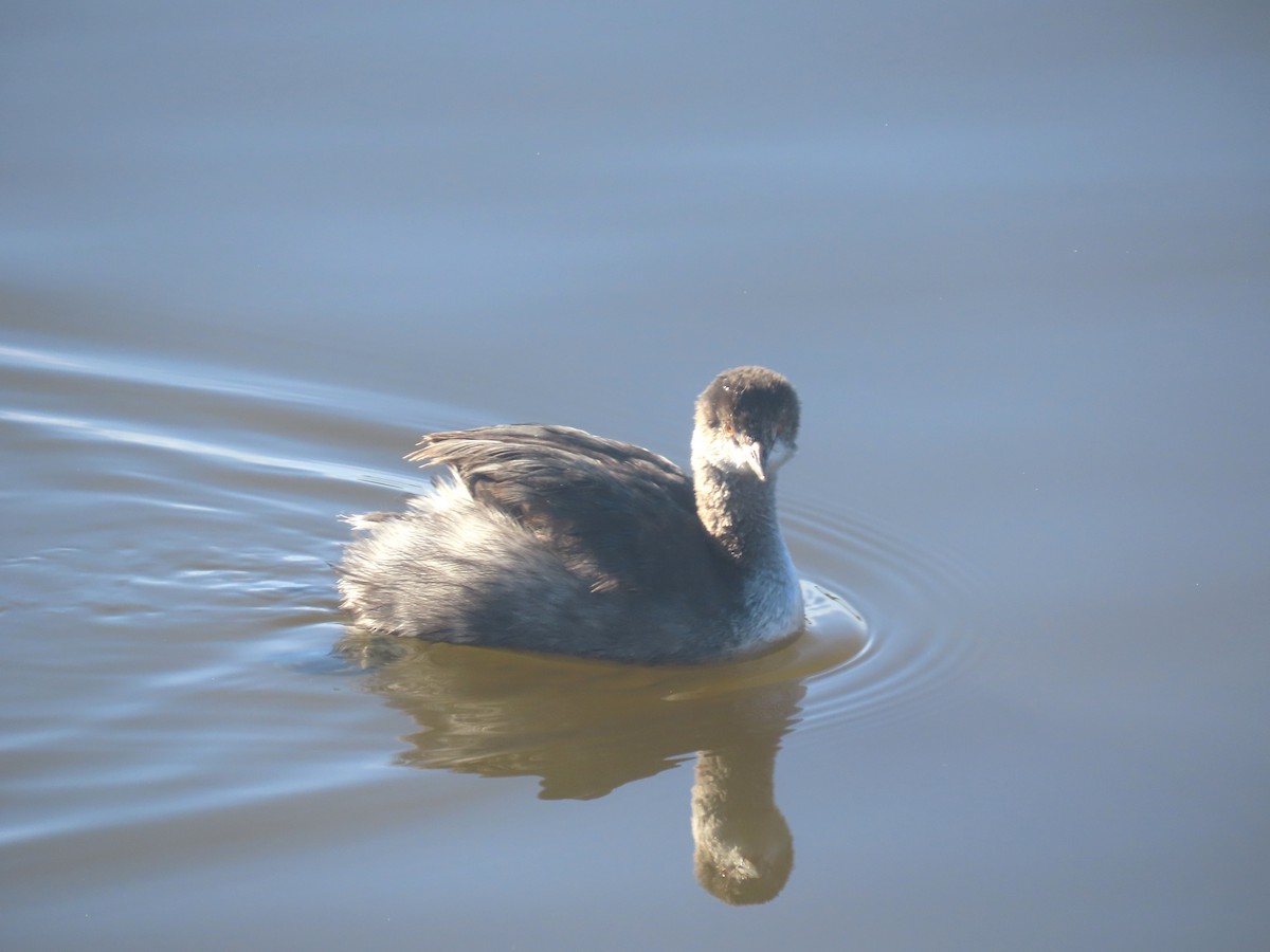 Grèbe à cou noir - ML645810908