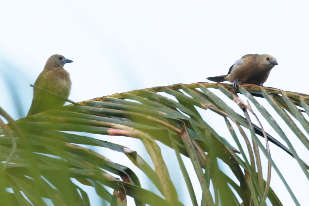 Tangara des palmiers - ML645810909