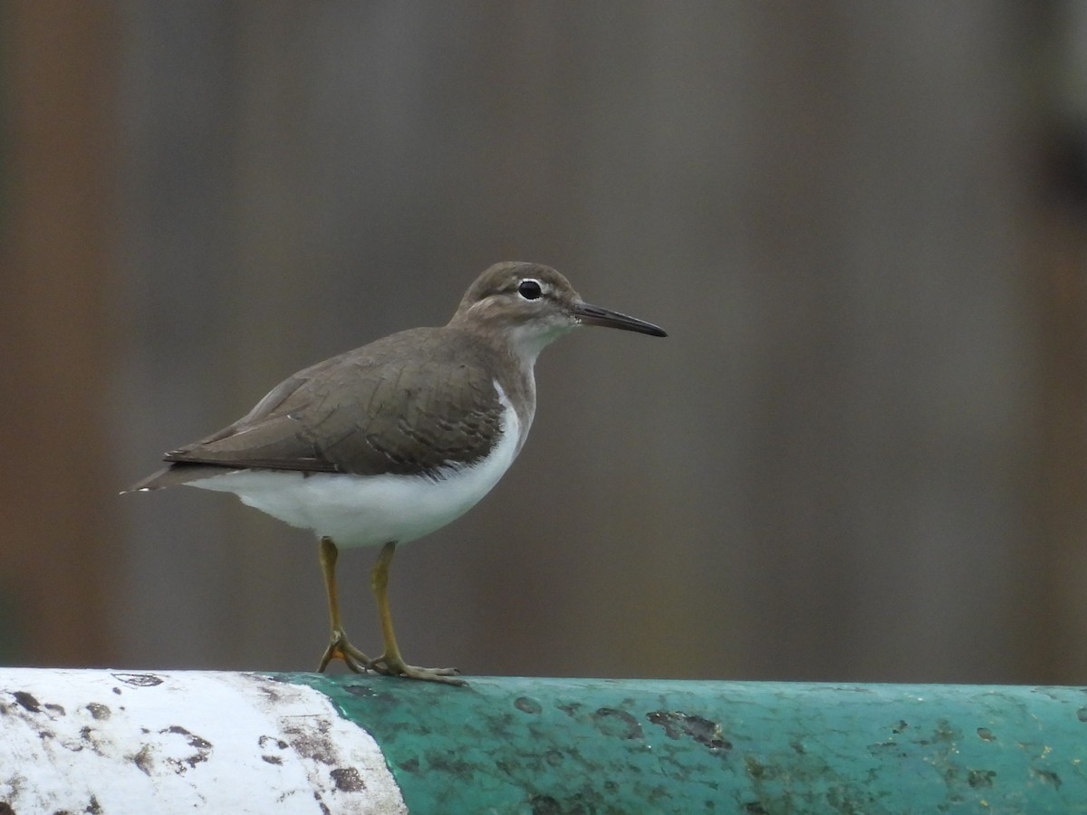 Chevalier grivelé - ML645810910