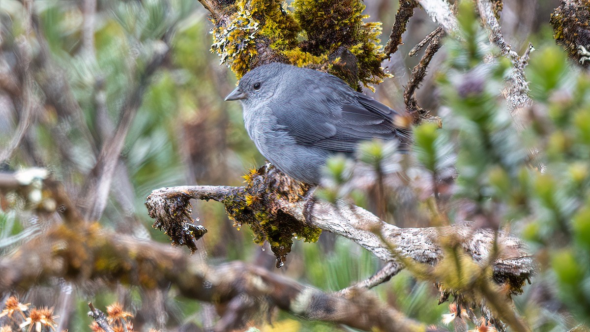 Haplospize gris-de-plomb - ML645810911