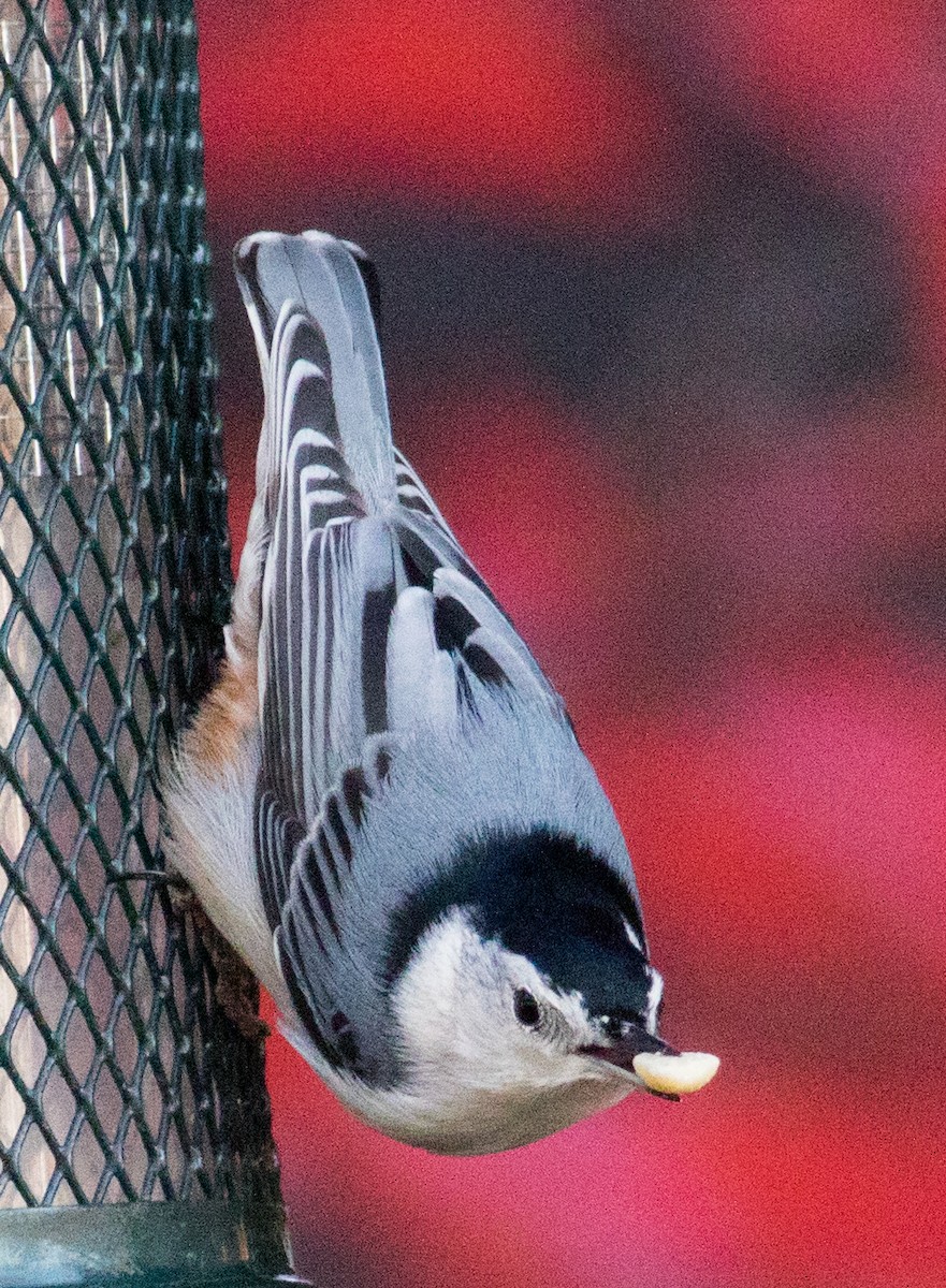 Sittelle à poitrine blanche (carolinensis) - ML645810912