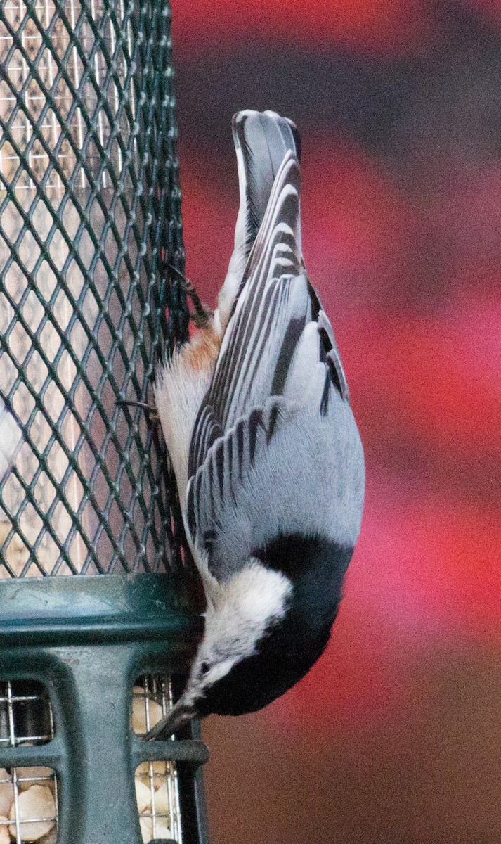 Sittelle à poitrine blanche (carolinensis) - ML645810913