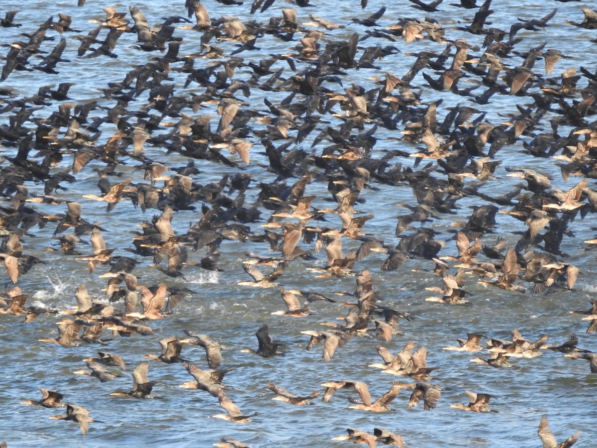 Cormoran à aigrettes - ML645810914