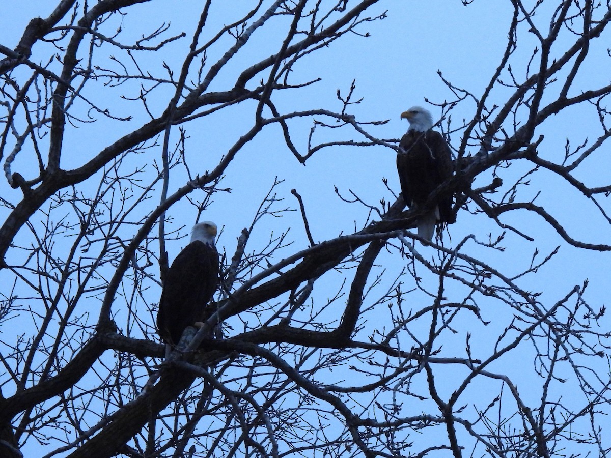 Орлан білоголовий - ML645810916